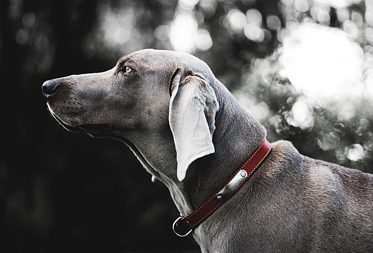 Best Dog Food for Great Danes