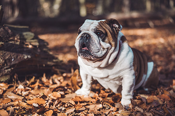 Best Food for English Bulldog 2022: Reviews + Buying Guide