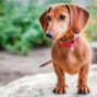 Best Dog Beds for Dachshunds