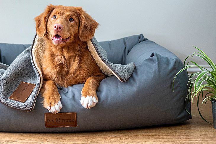 Best Waterproof Dog Blanket 2022: Reviews + Buying Guide