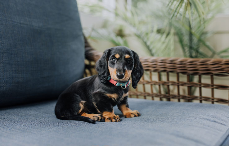 Best Dog Beds for Dachshunds