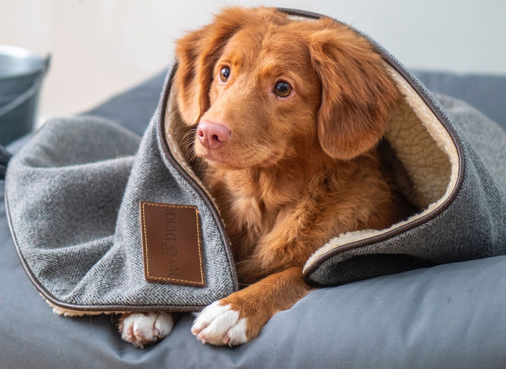 Best Waterproof Dog Blanket